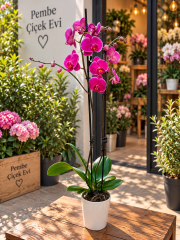Mor Phalaenopsis Orkide (Çift Dallı)