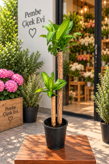 Massengena (Dracaena) Bitkisi | İkili Gövdeli Salon Bitkisi